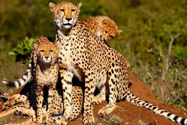A photo showing the distinctive tear stripes of the cheetah